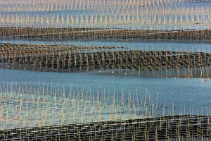 Sticks: Bamboo sticks in the seaweed farm at sunrise