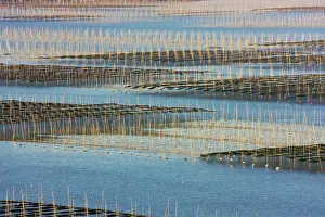 Sticks: Bamboo sticks in the seaweed farm at sunrise