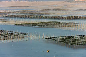 Sticks: Bamboo sticks in the seaweed farm at sunrise
