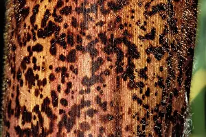 Phyllostachys: Bamboo - detail of the stubble