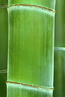 Phyllostachys: Bamboo - detail of the stubble