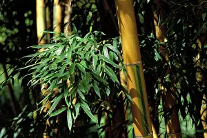 Phyllostachys: Bamboo - stubbles and foliage