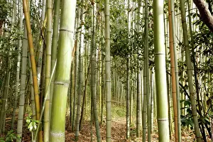 Honshu: Bamboo trunks in the Arashiyama bamboo forest in