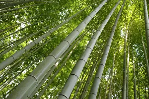 Honshu: Bamboo trunks in the Arashiyama bamboo forest in