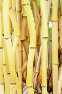 Phyllostachys: Bamboo, Yellow-groove bamboo, Phyllostachys aureosulcata, s