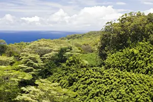 Wald: Bambuswald an der Strasse nach Hana, Maui, Hawaii