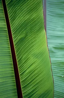 Musa: Banana