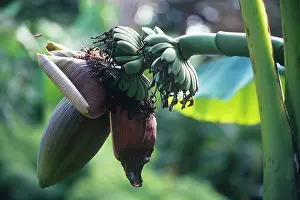 Musa: Banana