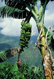 Musa: Banana