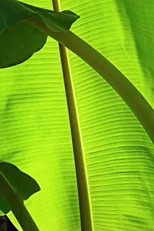 Musa: Banana