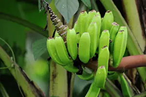 Musa: Banana