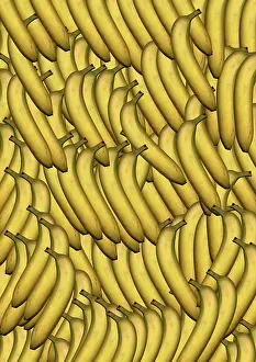 Musa: Banana
