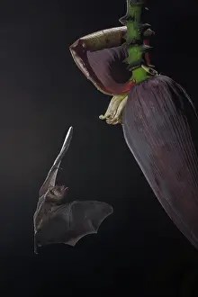 Jose: Banana
