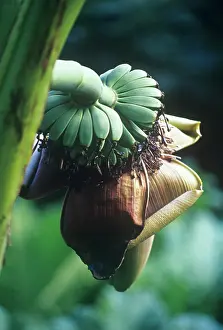 Musa: Banana