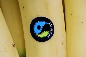 Bananas: Banana - Fairtrade logo sticker on Waitrose banana