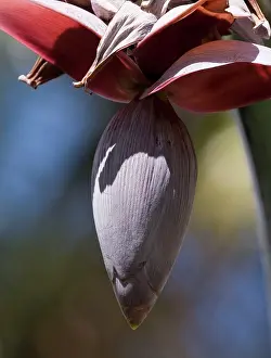 Bananas: Banana flower