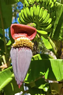 Ripening: Banana Flower