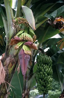 Bananas: Banana Flower