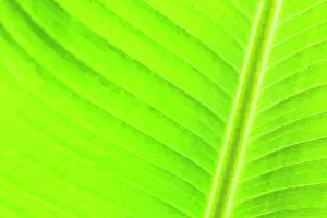 Veins: Banana Leaf close-up