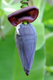 Mesoamerica: Banana (Musa sp.) flower, Leon, Nicaragua, Central