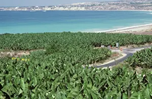Cyprus: Banana Plant Plantation, Cyprus