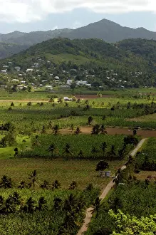 Lucia: Banana Plantation