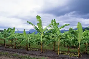 Bananas: Banana Plantation - on former Rainforest land