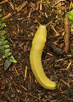 Columbiana: Banana Slug