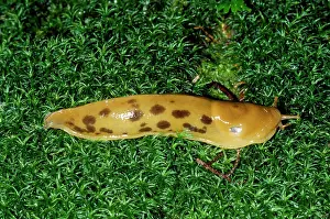 Gastropods: BANANA SLUG