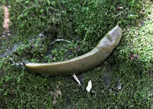 Slugs: Banana Slug