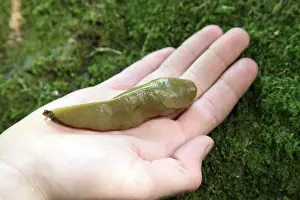 Hand: Banana Slug on Hand