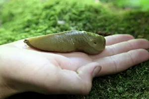 Hand: Banana Slug on Hand