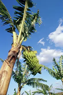 Bunch: Banana Tree