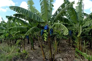 Bananas: Banana Tree - edge of banana plantation