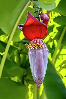 Engelbrecht: Banana tree flower