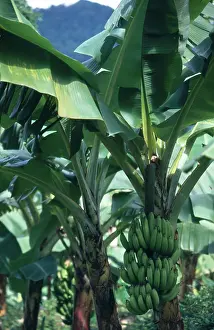 Bunch: Banana Trees