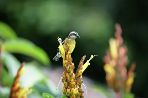 Coereba: Bananaquit