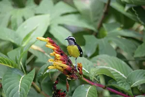 Coereba: Bananaquit