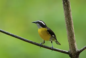 Coereba: Bananaquit