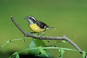 Gillean White: Bananaquit