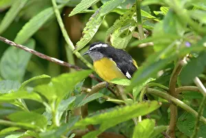 Trinidad: Bananaquit