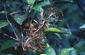 Constructing: Bananaquit