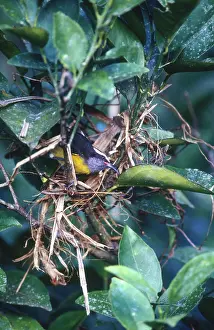 Constructing: Bananaquit