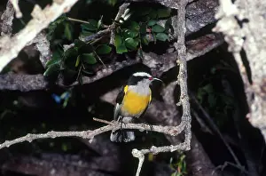 Bahamian: Bananaquit