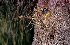 Gillean White: BANANAQUIT / Banana Quit