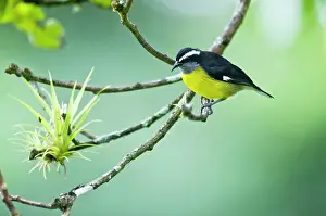 Coereba: Bananaquit - on branch with air plant