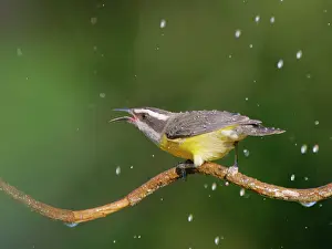 Honeycreeper: Bananaquit Coereba flaveola Atlantic Forest, Brazil