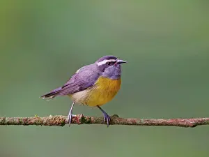 Honeycreeper: Bananaquit Coereba flaveola Atlantic Forest, Brazil