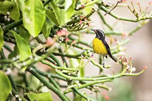 Montserrat: Bananaquit (Coereba flaveola), Montserrat Island
