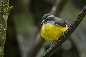 Cauca: Bananaquit (Coereba flaveola) Valle del Cauca, Colombia